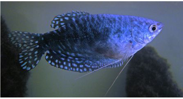 十大养不死的热带鱼：适合新手养的热带鱼观赏鱼