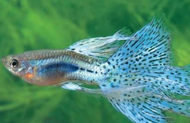 十大养不死的热带鱼：适合新手养的热带鱼观赏鱼