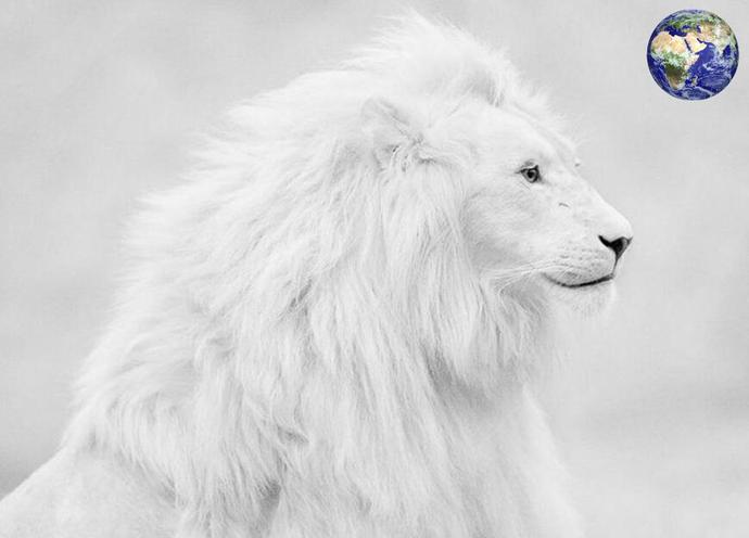 世界上最珍贵的动物——非洲白狮，十个大熊猫都换不来一个
