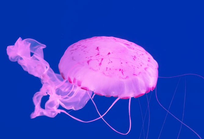 世界十大最美水母 颜值爆表却又非常危险