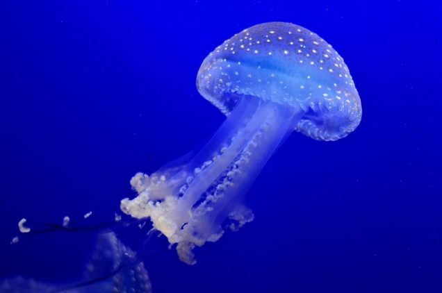 世界十大最美水母 颜值爆表却又非常危险