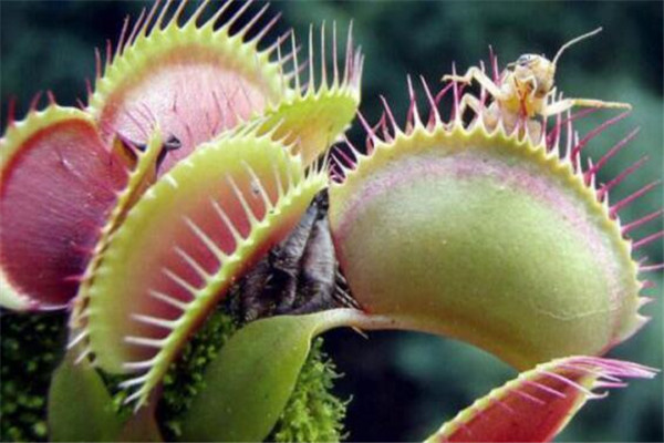 世界十大奇异植物 大戟外观像南瓜，第五个竟然会跳舞